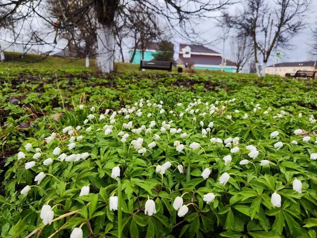 🌱🌲В Селижаровском муниципальном округе проходят субботники. В эту пятницу работники А...
