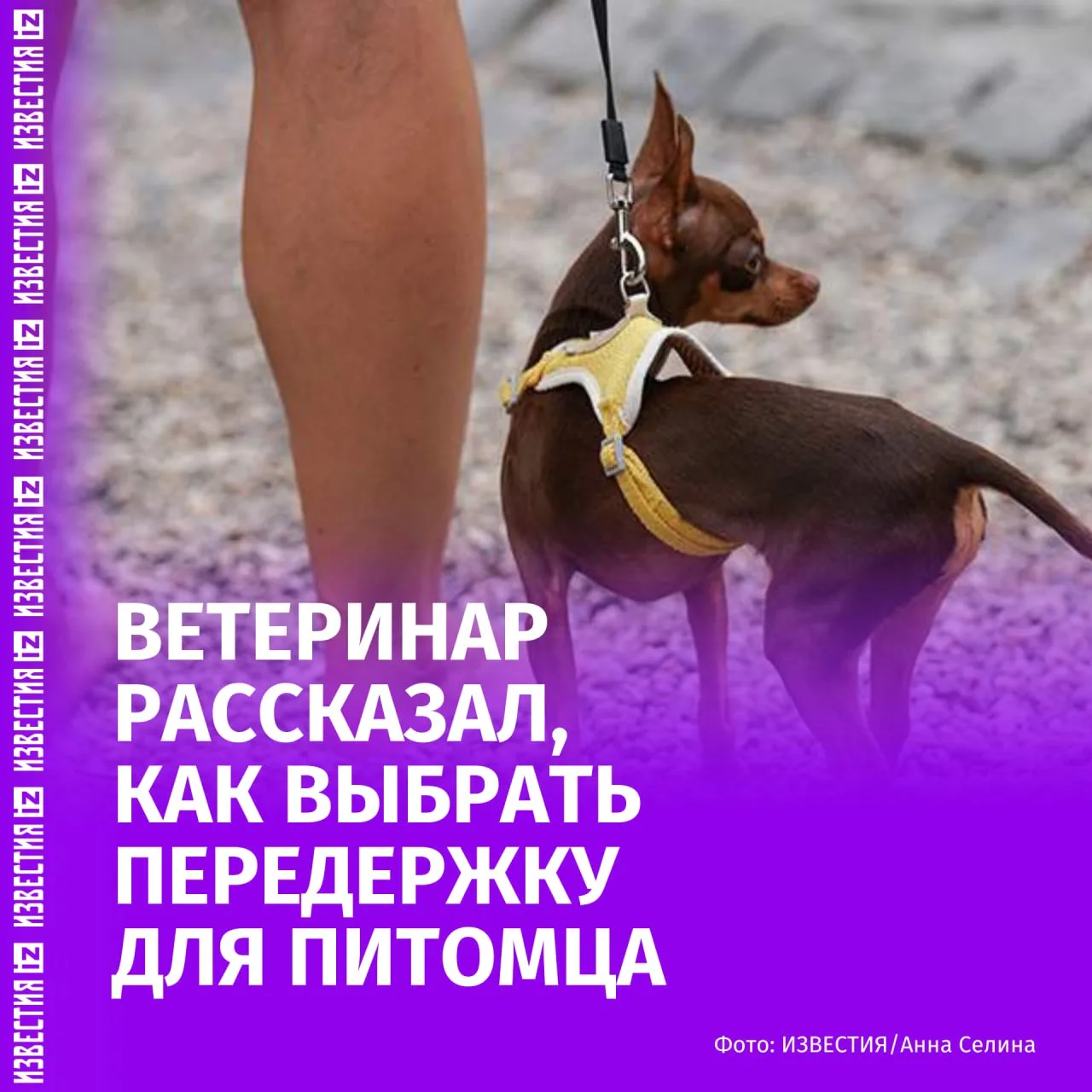 Для питомца на время отъезда хозяев наименее стрессовый вариант — остаться дома с прихо...