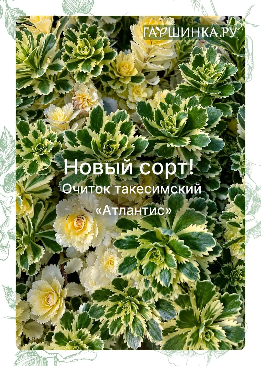🌿 Новинка в каталоге: очиток «Атлантис» — тот самый многолетник, который невозможно не...