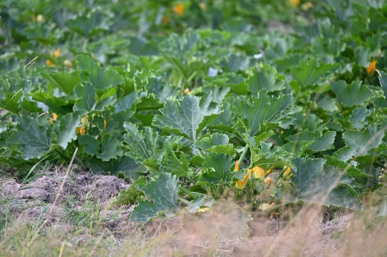 🥒 8 гектаров кабачков под Сортавала