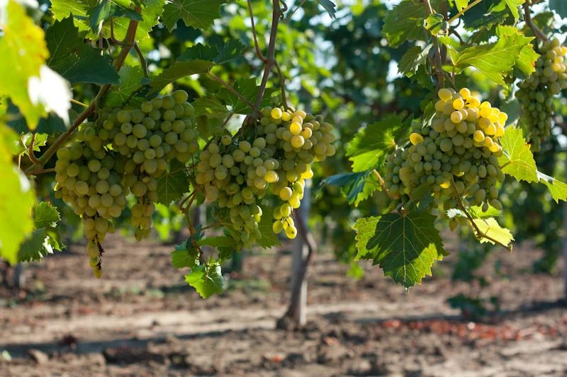 🍇 Цитронный Магарача — герой вчерашнего дня на заводе: вчера приняли 7 тонн этого вино...