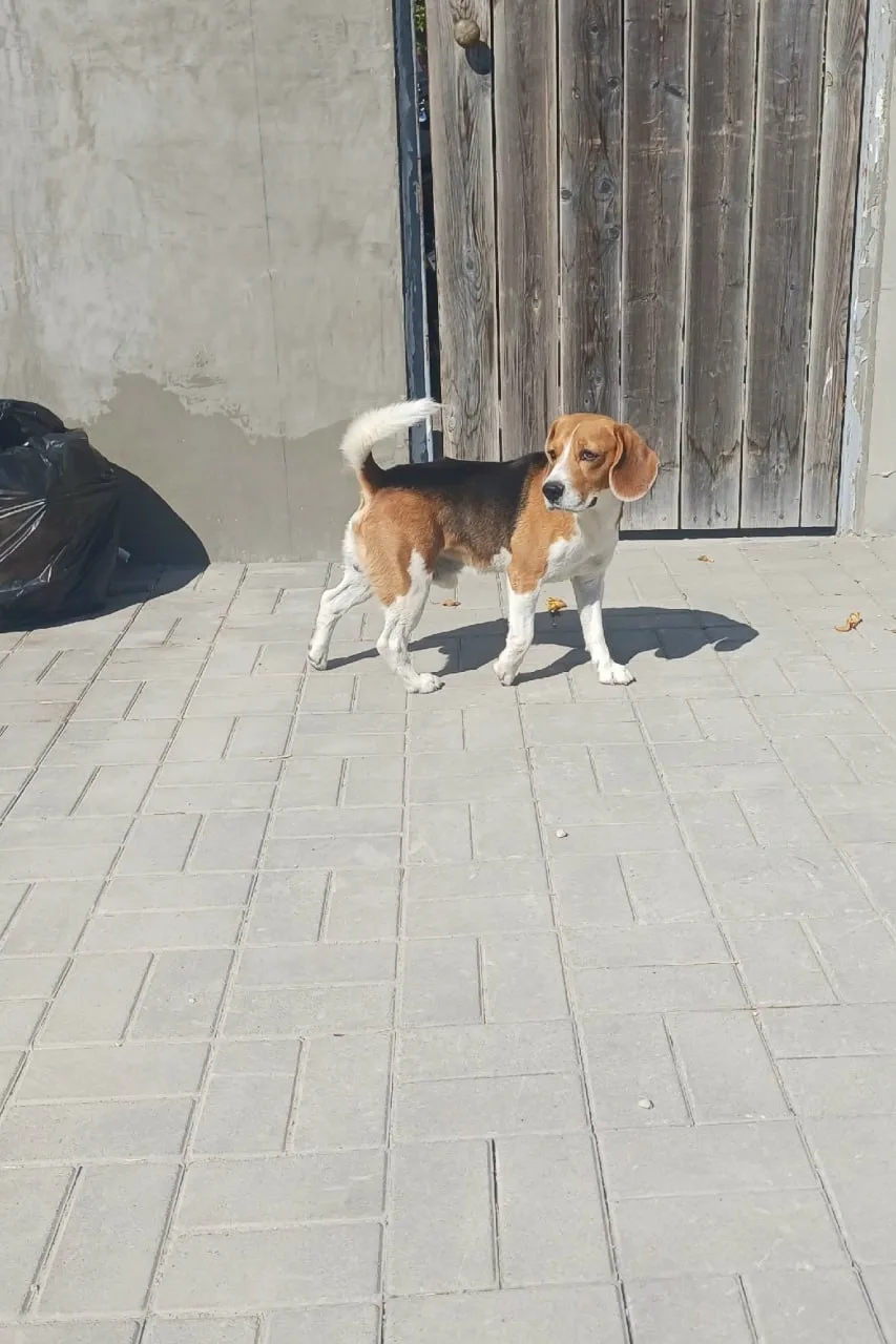Кто потерял бигеля на челноках бегает