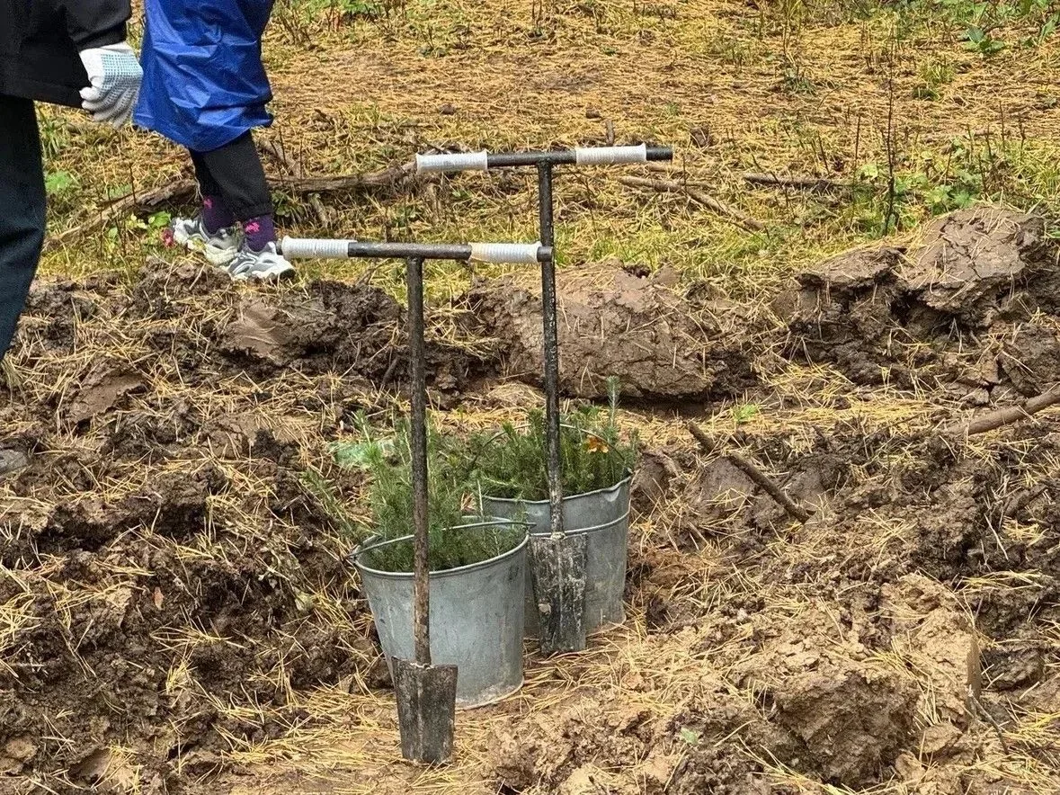 🌲Для будущих поколений: более 1 тысячи саженцев ели посадили в городском округе Красно...