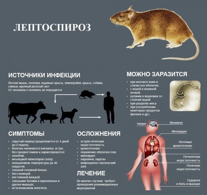 ❗️Лептоспироз – это антропозоонозное мультисистемное заболевание, оно поражает практиче...