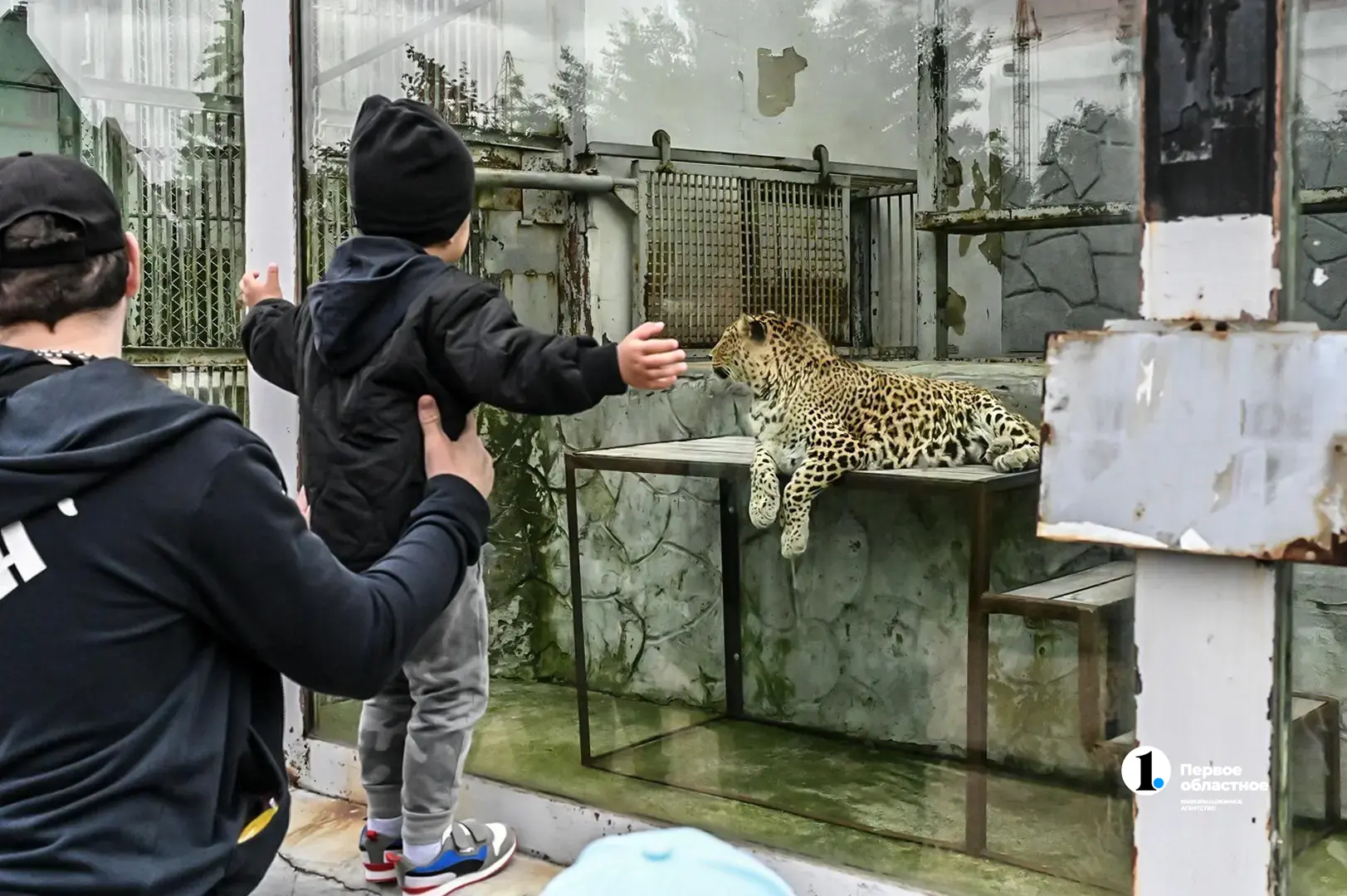 🦁 ❤️ «Нос к носу»: в челябинском зоопарке уберут решетки между львами и посетителями