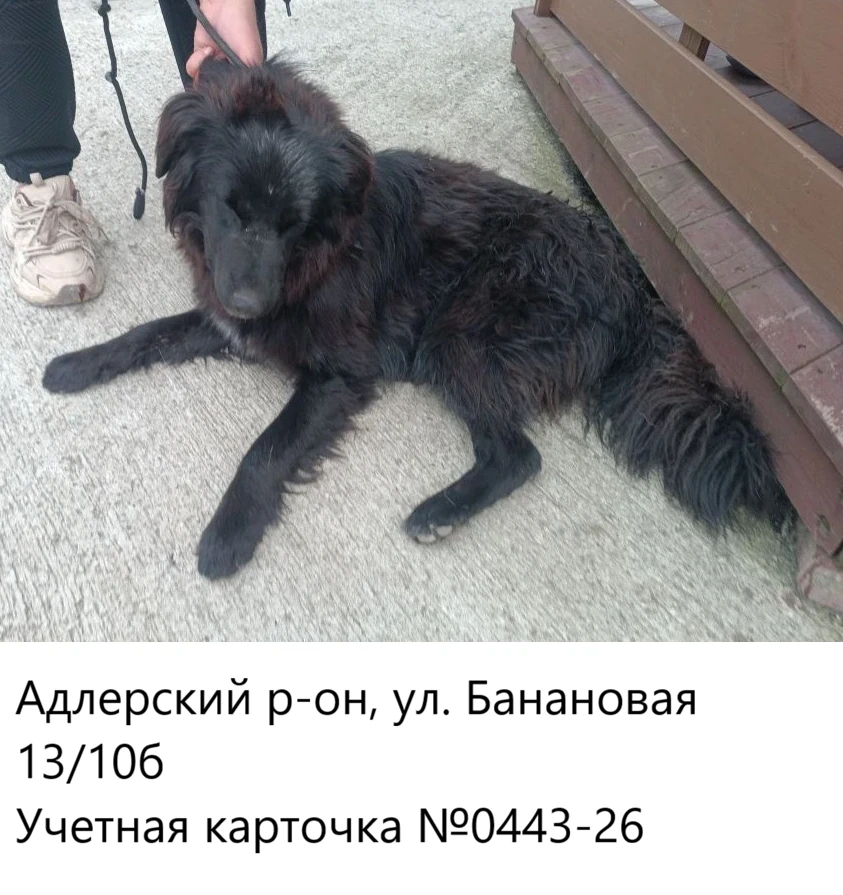 21.05.2026 был отлов собак по адресам: