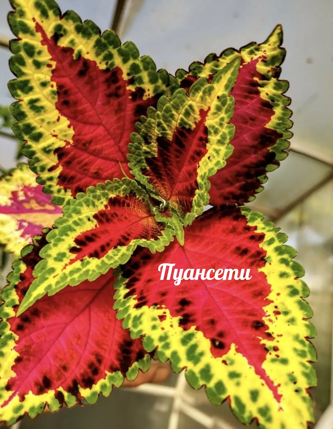 Пуансети ПГ