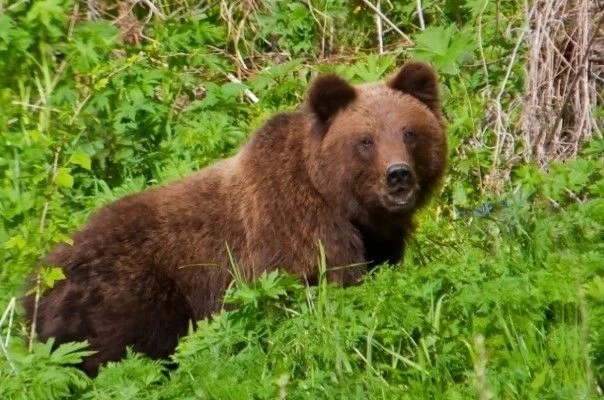 На глазах у жениха. Медведь напал на палатку и убил 29-летнюю туристку