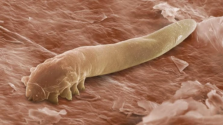 Микроскопические клещи живут в наших ресницах — Demodex folliculorum.

🧐 Факты