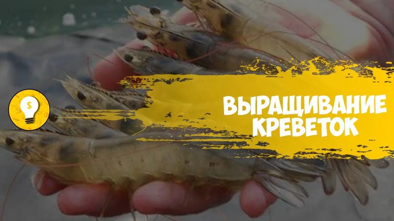+300 000 руб/месяц на выращивании креветок.