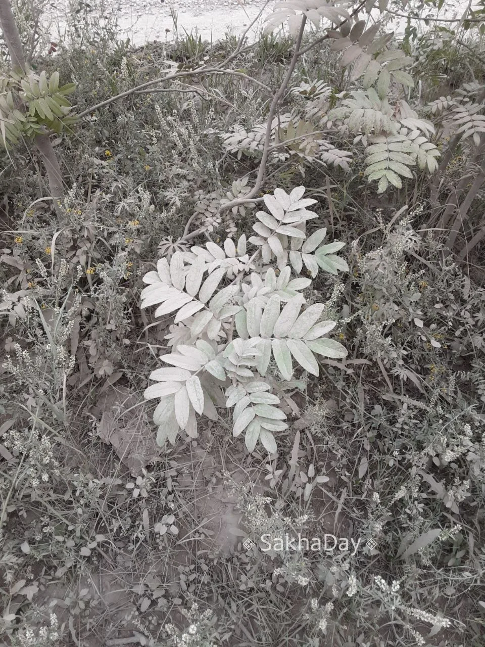 Вот такие кусты и деревья на Ойунского. Скоро нельзя будет догадаться какого цвета саженцы боярки бы