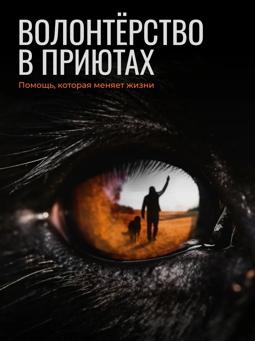 🐾 Один час вашего времени = целая неделя радости для кого-то