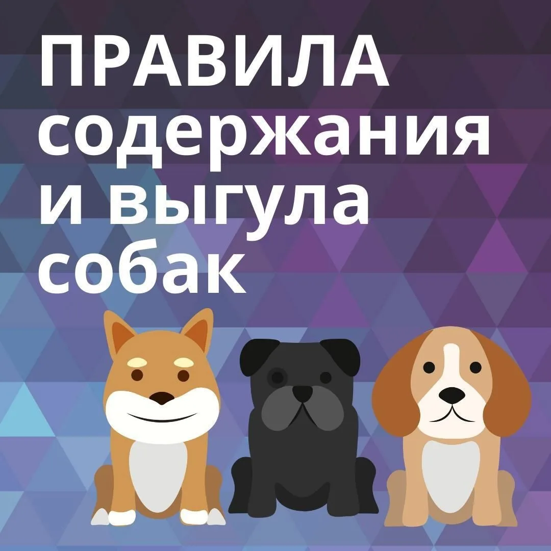 🐾 Правила содержания домашних животных: что нужно знать каждому владельцу 🐾Быть хозяи...