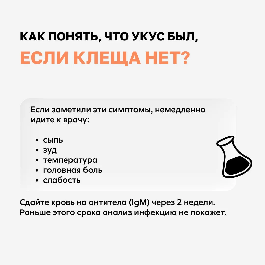 Клещи вида Hyalomma активизировались на Юге России  Они не сидят на траве в ожидании цели, а сами бе