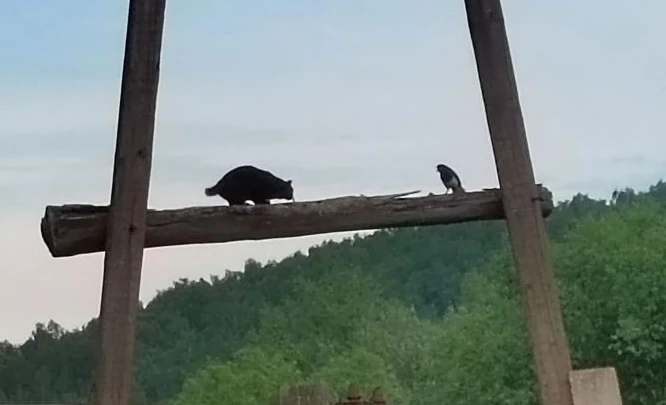 🌞Утро начинается с общения, так считают даже коты и сороки. Пусть  вы разговариваете на разных язык