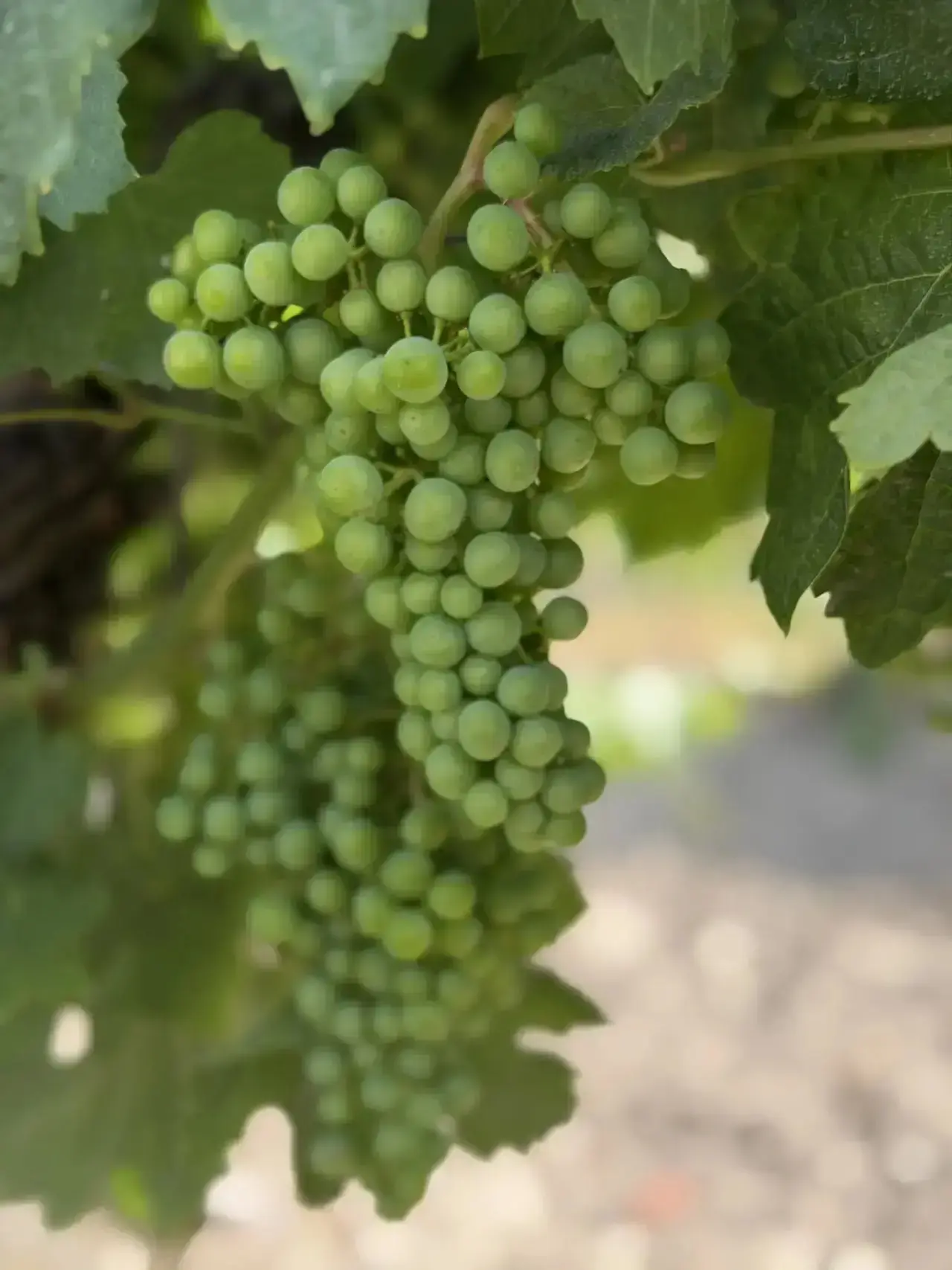 Рост ягод и их формирование 🌿🍇