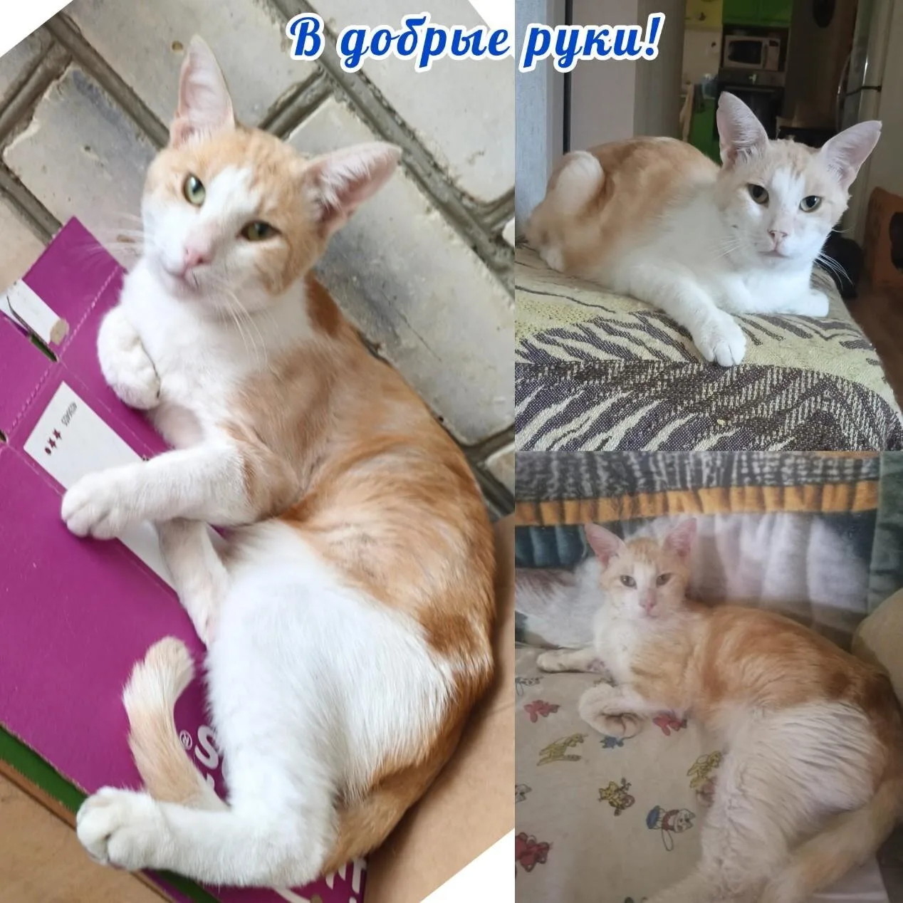 ❤ Ищем дом для чудесного котика ❤