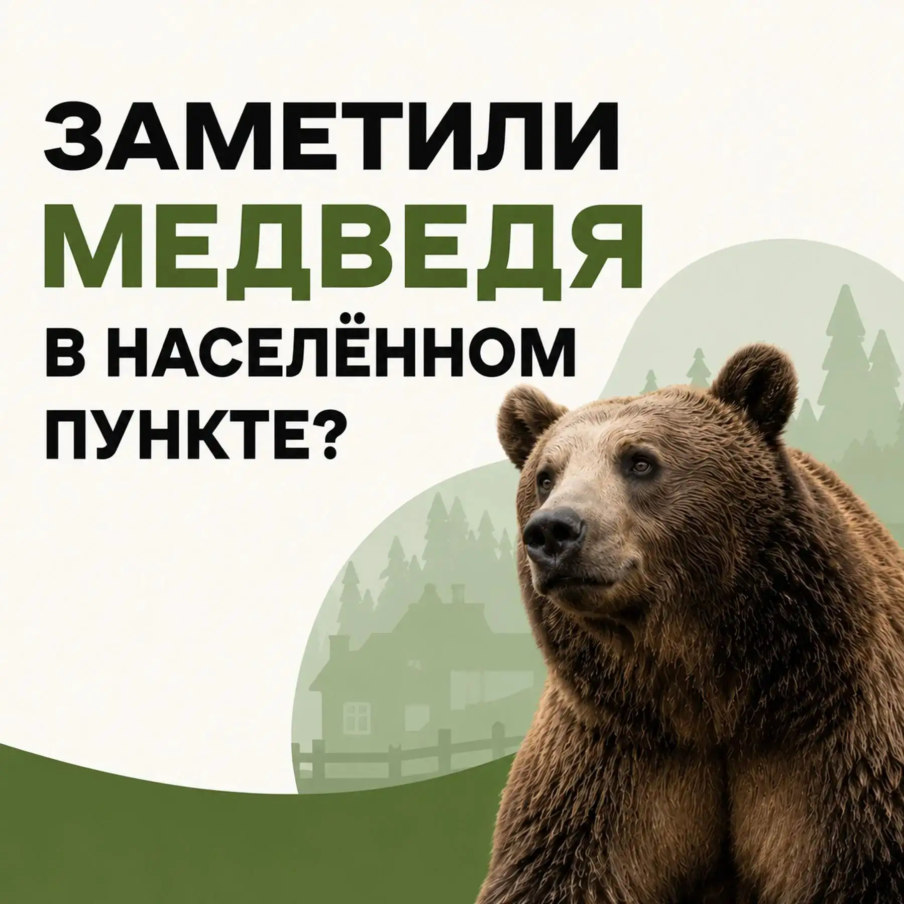 Заметили медведя в населённом пункте? Действуйте по правилам безопасности: