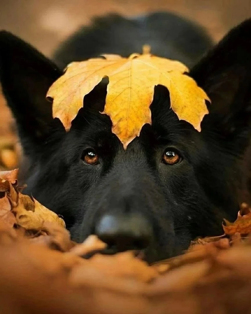 🍂🧡🍁 Настроение - Осень! Какое фото нравится вам больше 1,2,3...10?⠀