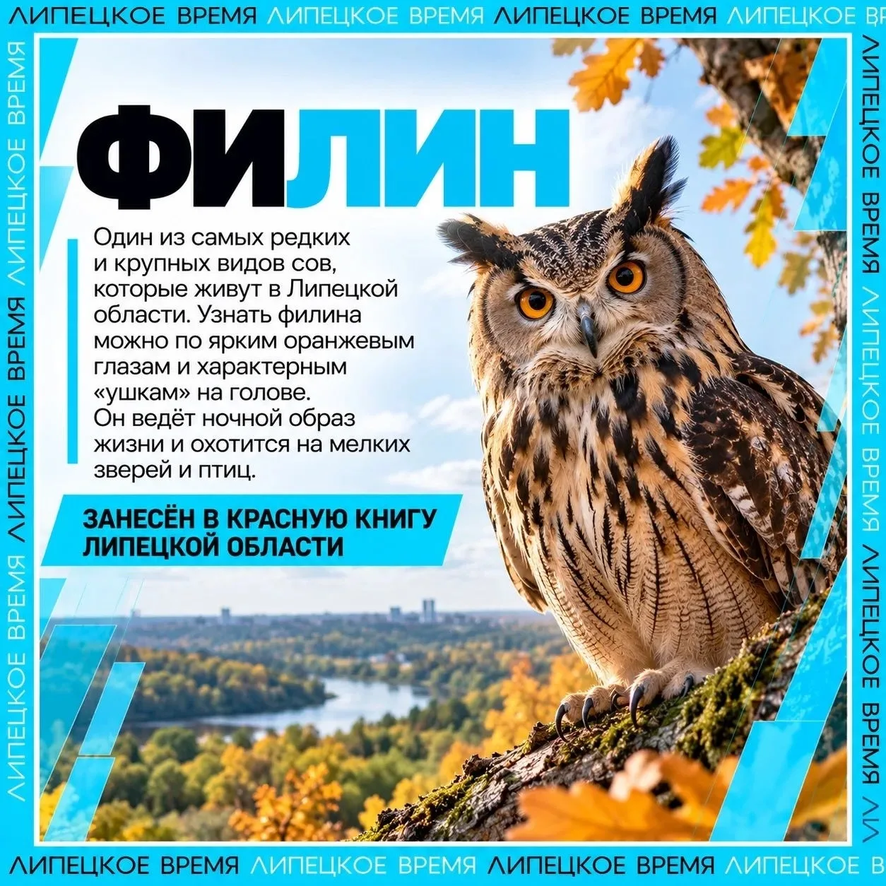🦉 Редкие обитатели дикой природы Липецкой области