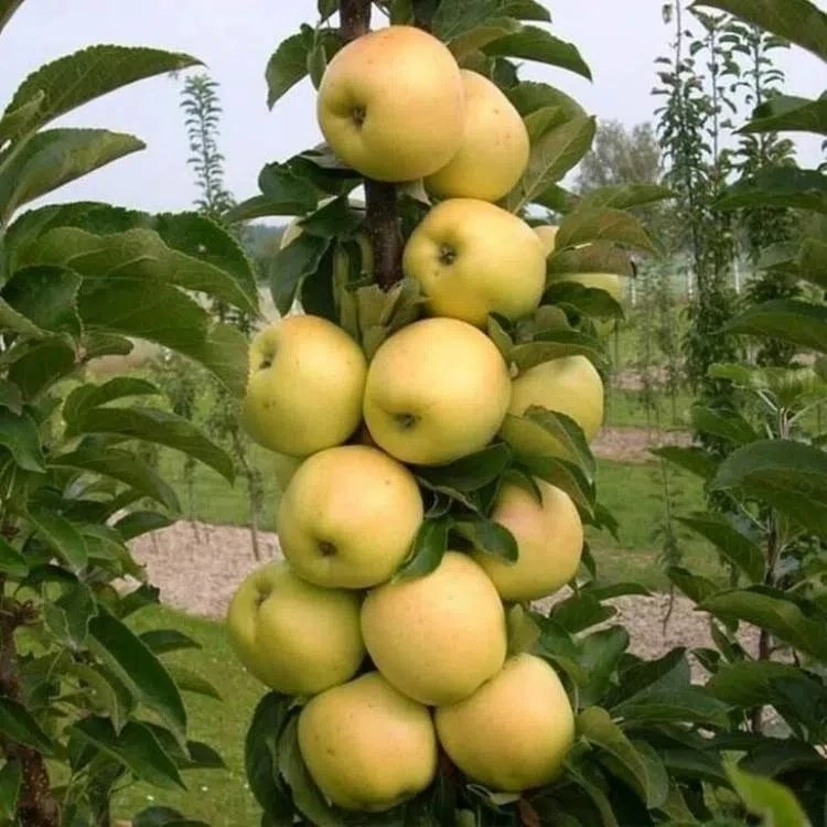 🍏 РАСПРОДАЖА! Колоновидная яблоня «Диалог» - последние саженцы по 1000 руб.! 🍏

Компактное, быстро
