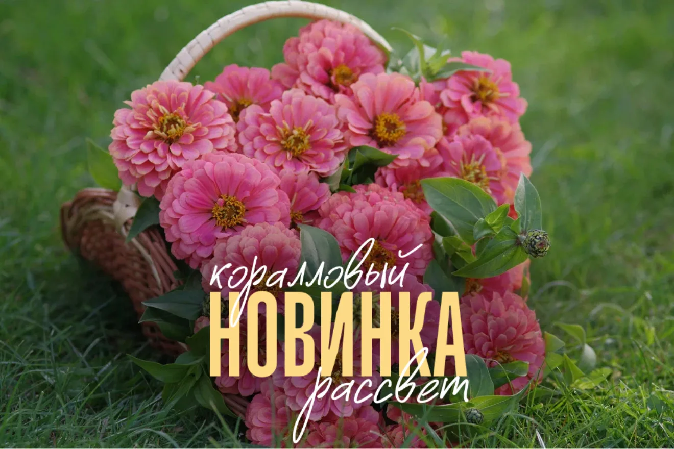 🌸 КОРАЛЛОВЫЙ ВЗРЫВ ЦВЕТА В ВАШЕМ САДУ  Знакомьтесь с новинкой от Агрофирмы Партнер — цинния F1 Корал