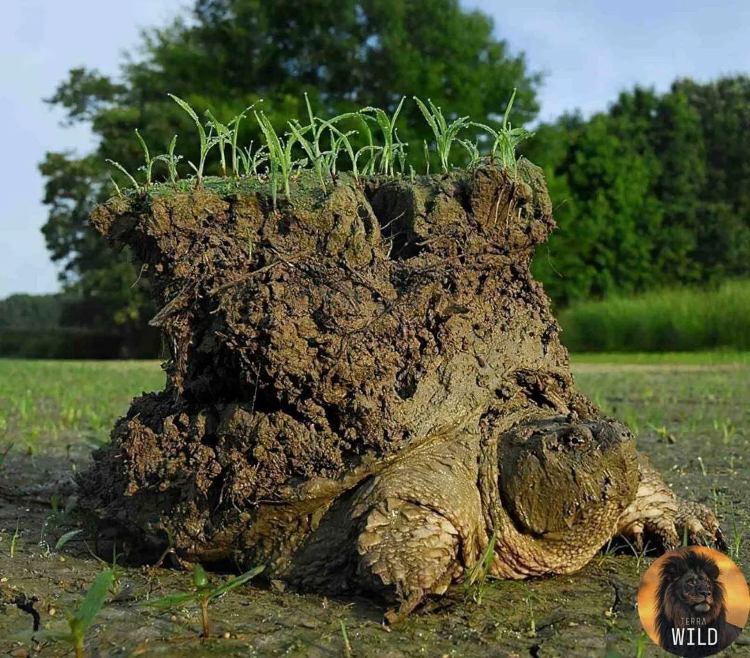 🐢 Так выглядит Каймановая черепаха после нескольких недель сна под мутным высохшим озером.

На зиму