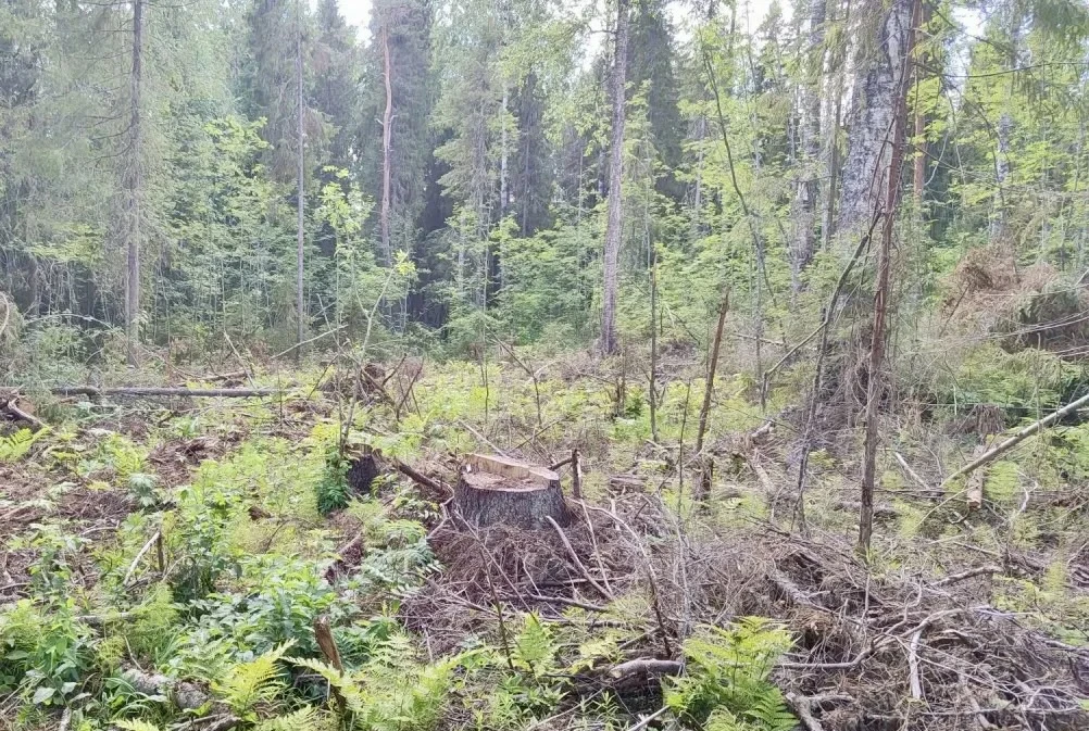 В Вологодской области по материалам прокурорской проверки возбуждено уголовное дело о незаконной руб