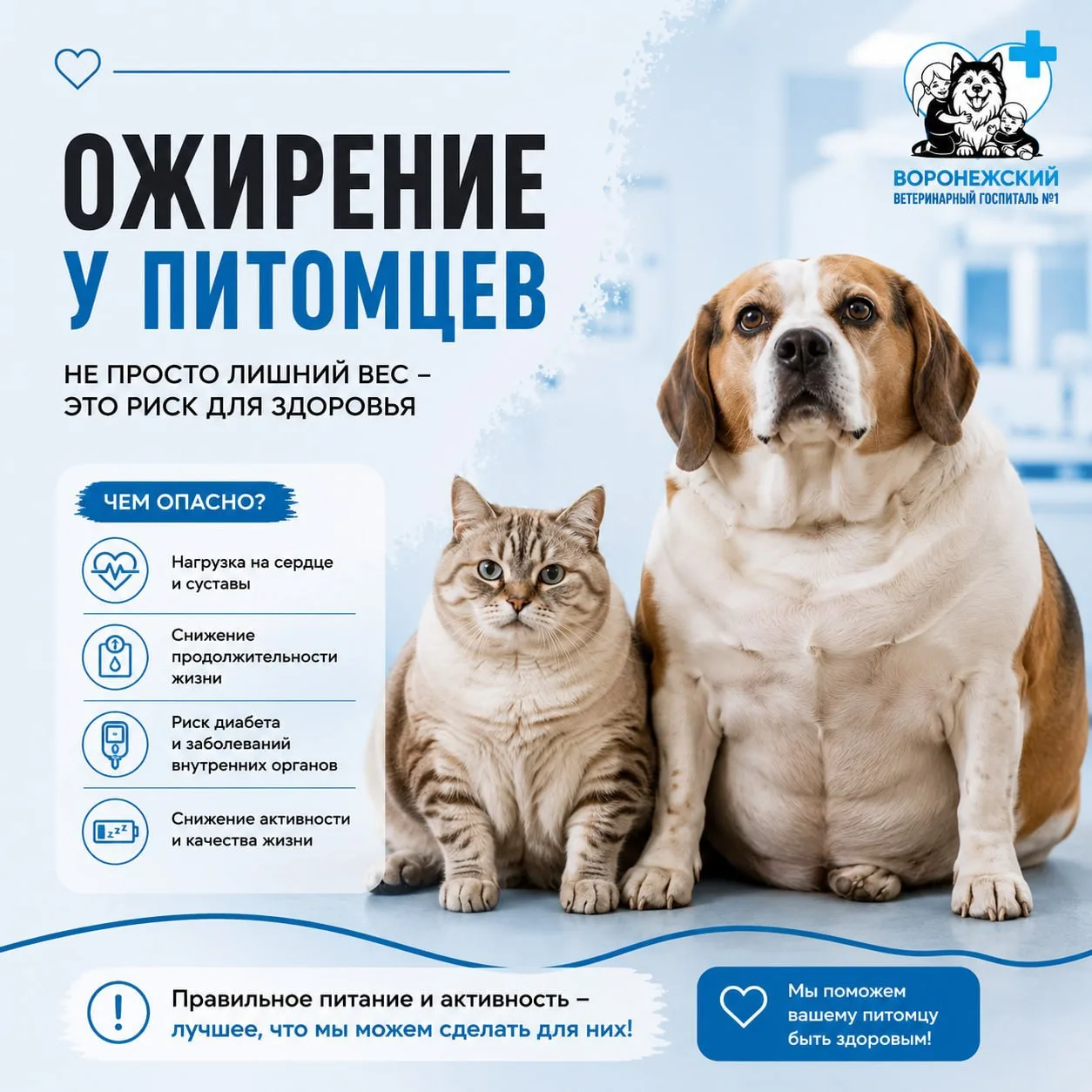 🐾 Он не толстый, он просто пушистый»: чем опасен лишний вес у питомца?