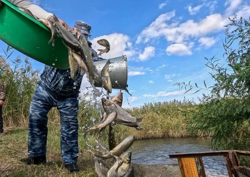 Миллион рыб-камышеедов выпуcтили атомщики в Цимлянскоe мopе.