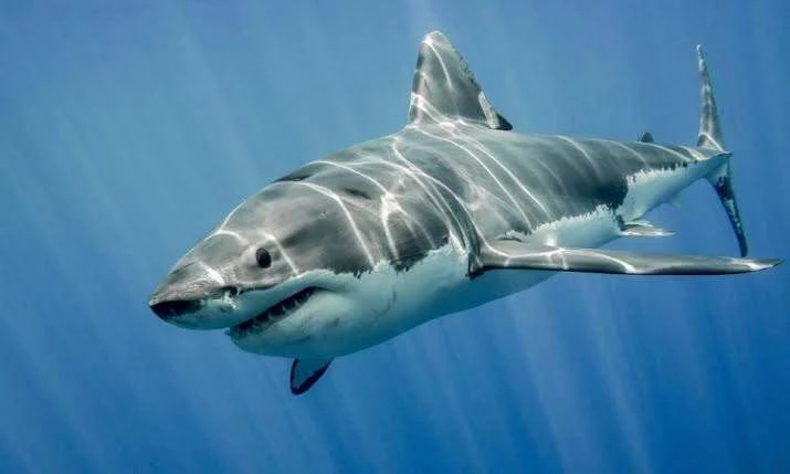 🦈 Сегодня, 14 июля, во всем мире отмечается День осведомленности об акулах.❓ Казалось бы, где Белго