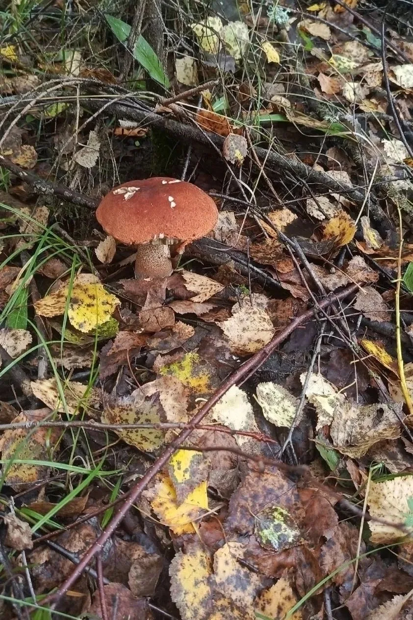 Вот таких красавчиков насобирали😍