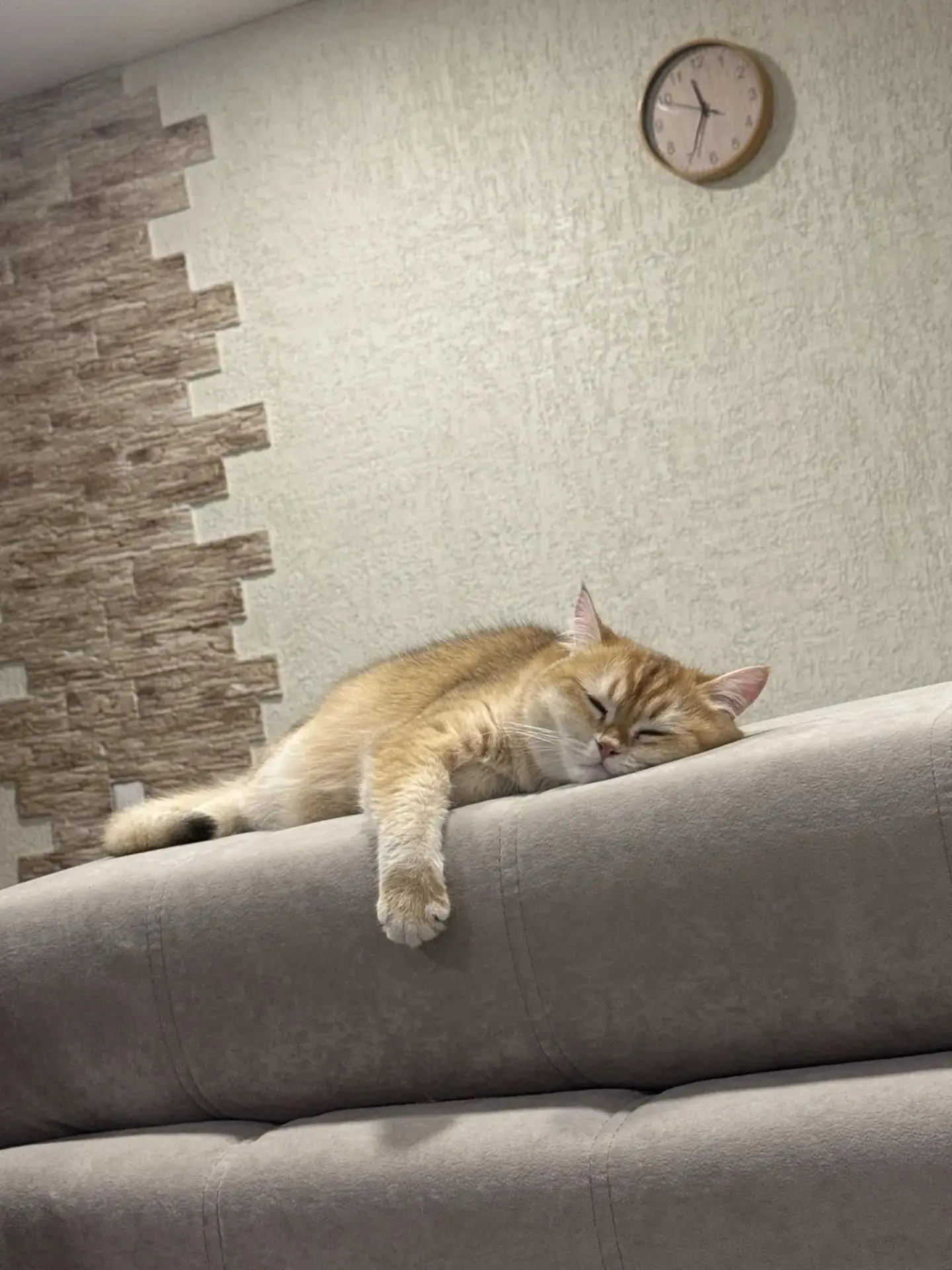 Сегодня пропал любимый домашний кот, г. Бийск, ул. Советская, д. 66.