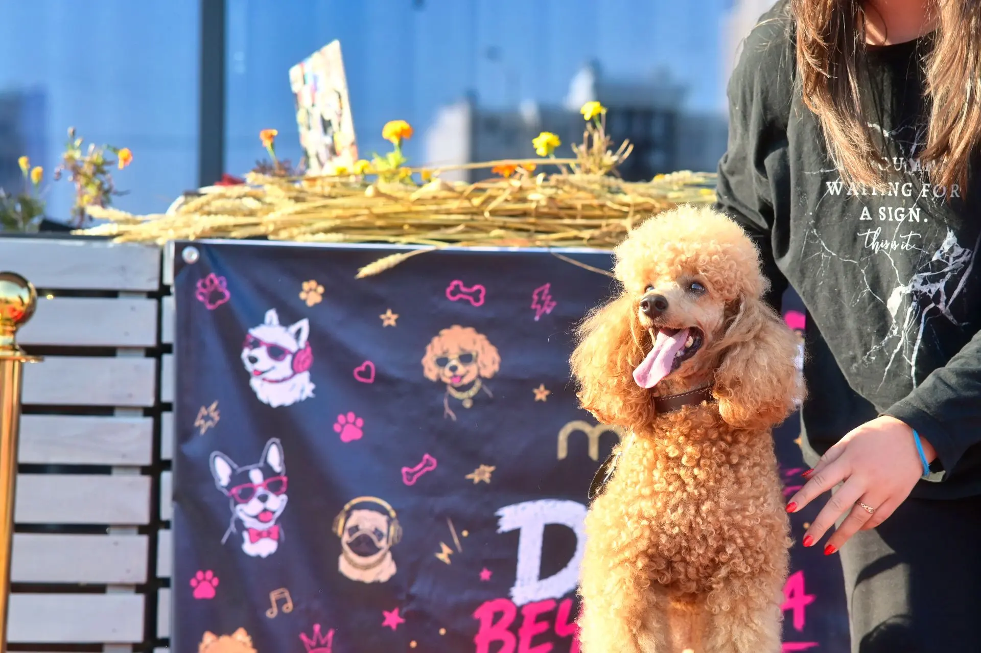 DOG-вечеринка в Стерлитамаке — это было по-настоящему пушисто и весело!