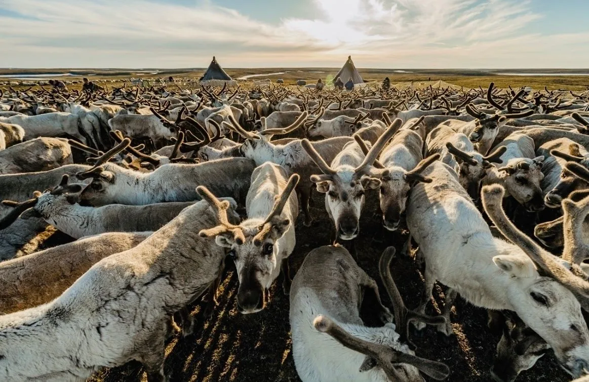 Маркирование бирками и учет северных оленей