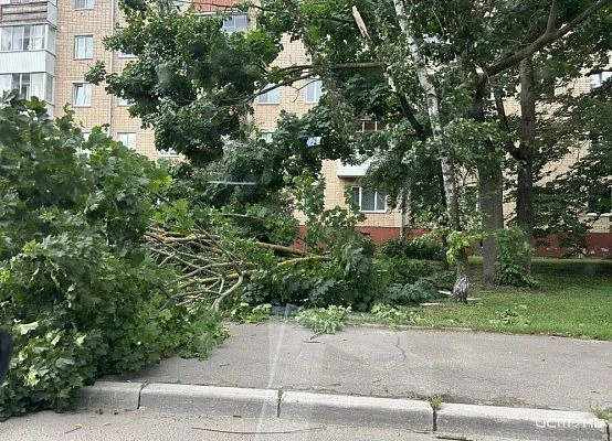 ↗️ Около дома по адресу Красноармейская 11 ураганный ветер сломал дерево
