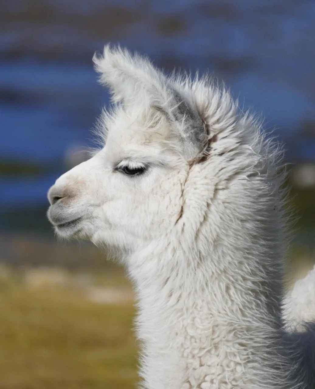 🦙 А вы уже тискали альпак?