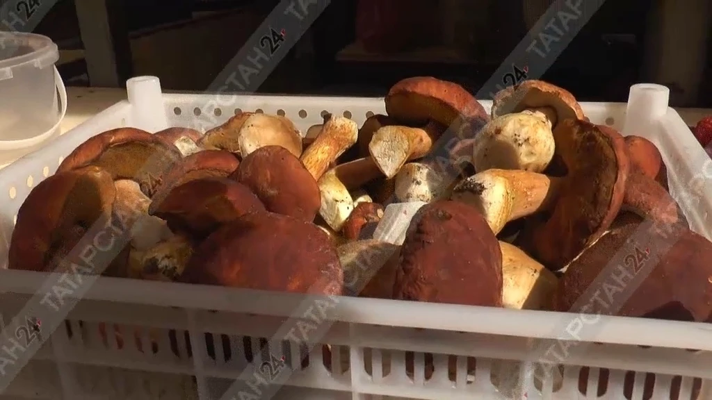 🍄 Грибной сезон в Казани набирает обороты — вместе с ним растет и число отравлений