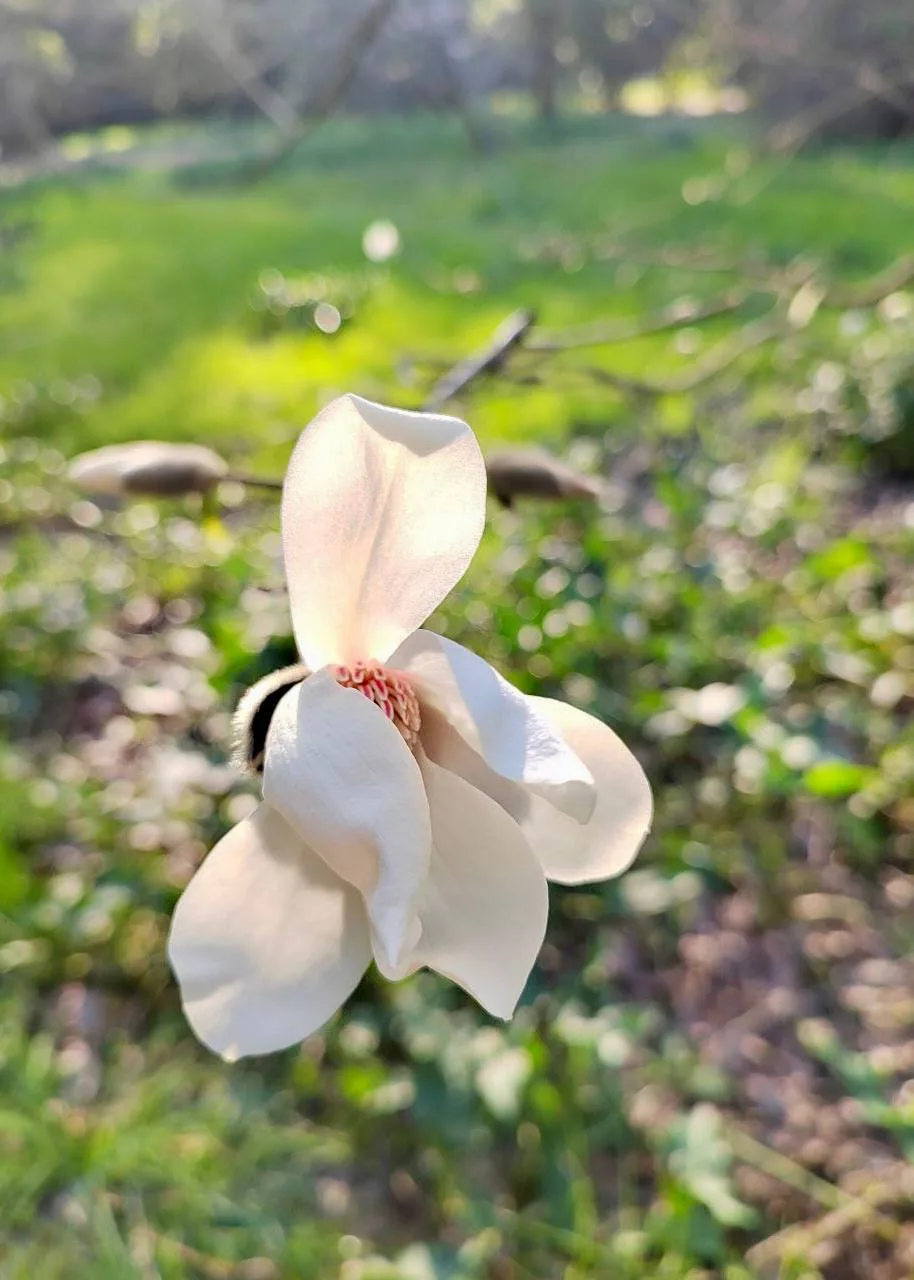 🌸 Срочные цветочные новости  В Сириусе зацвели все виды магнолий, передай друзьям.  📲 Сириус в МАХ