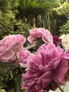 🌸 Пионовое безумие

В Ботаническом саду Екатеринбурга собрали коллекцию, от которой сложно оторвать