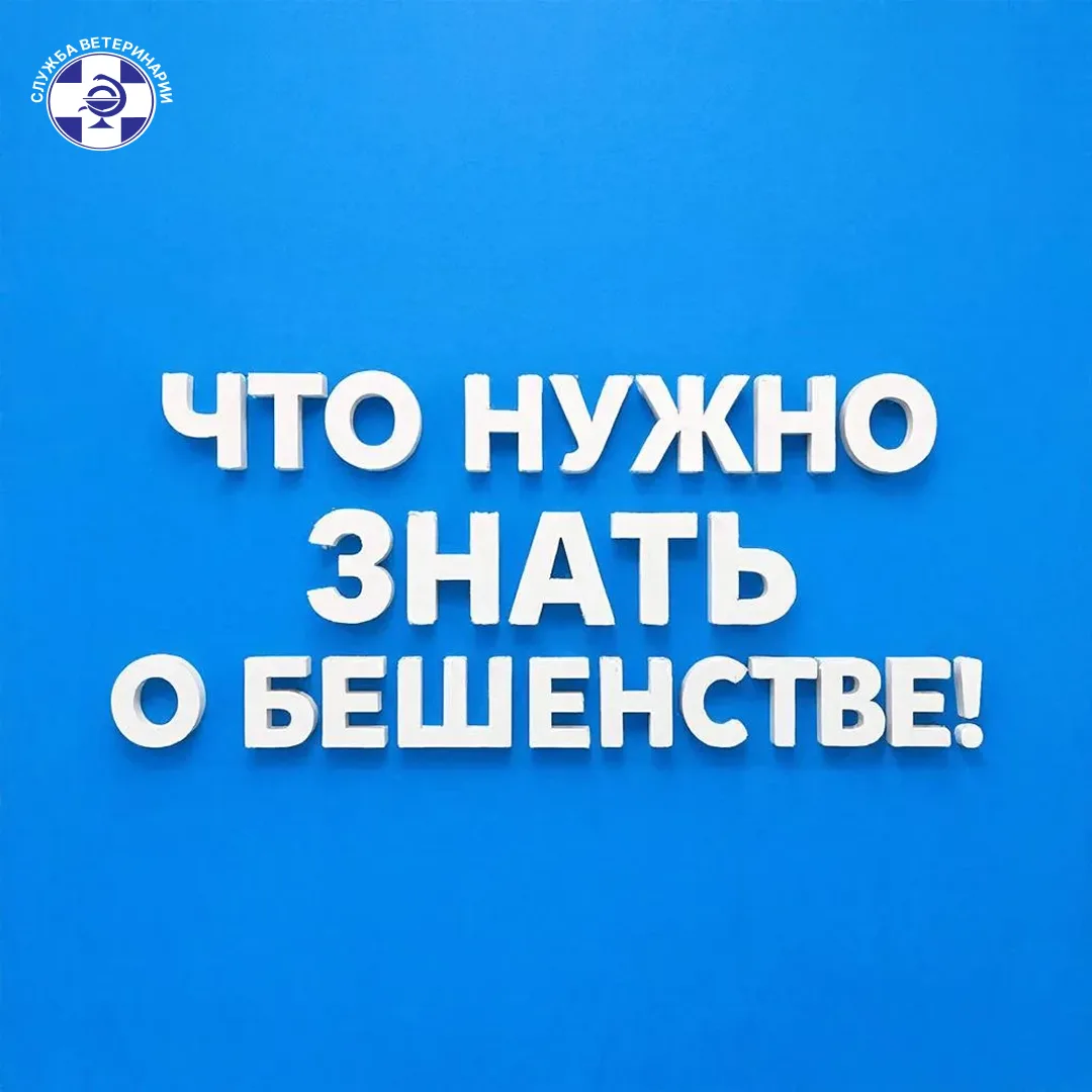 🐾 Внимание, владельцы кошек и собак! Бешенство смертельно, но его можно предотвратить....