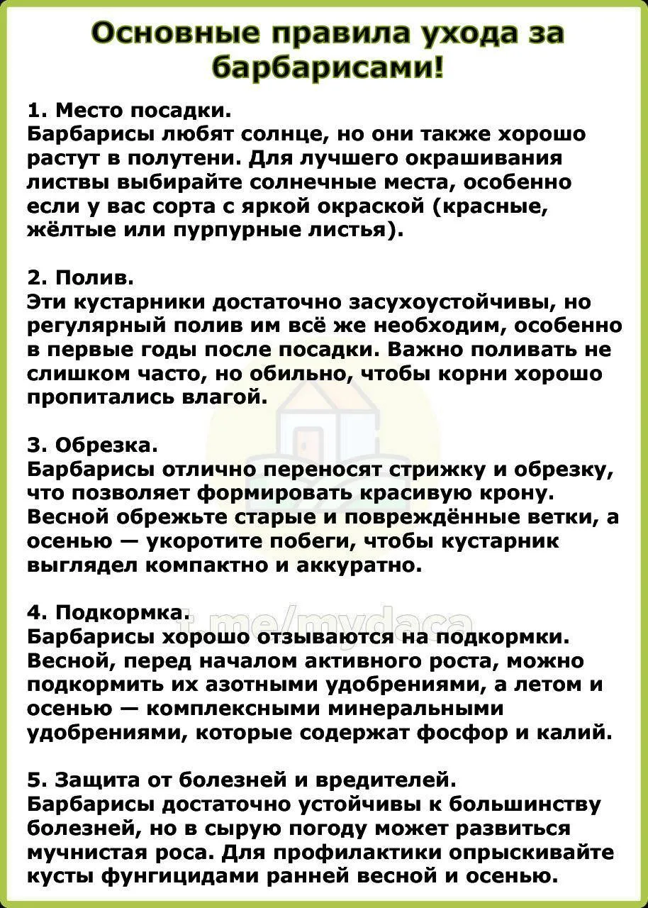 Основные правила ухода за барбарисами ✅