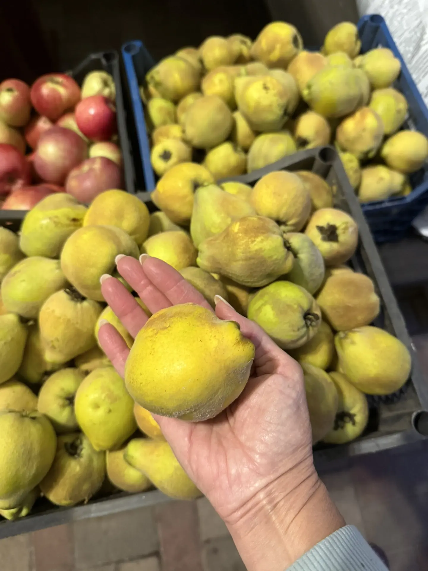 Продам айву, 100₽/кг.