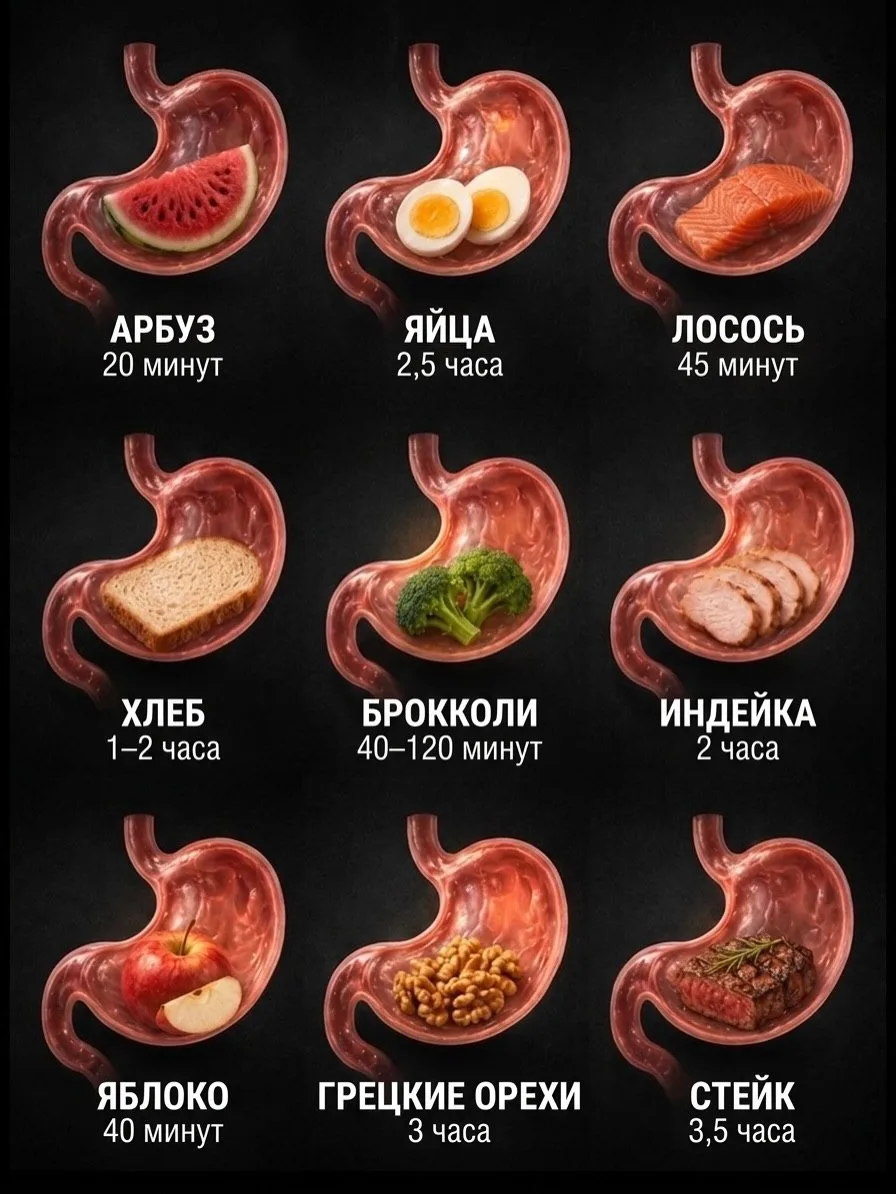 время переваривания разной еды