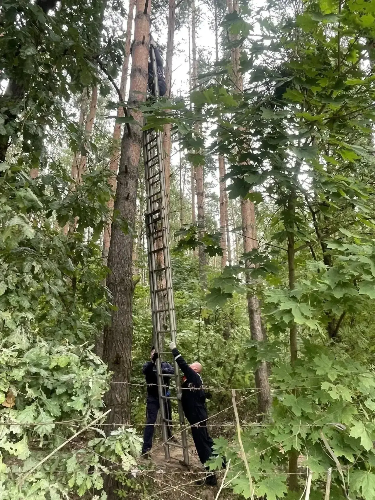 🌳 😍🐈Спасатели «Мособлпожспаса» помогли парню и его коту спуститься с огромной сосны!