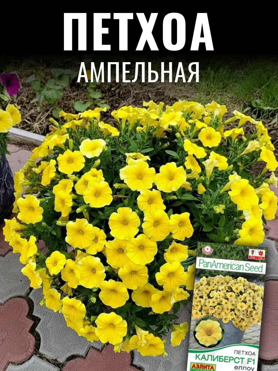 Дорогие друзья! Представляем вам первый гибрид петунии и калибрахоа из семян – Петхоа! Это настоящий