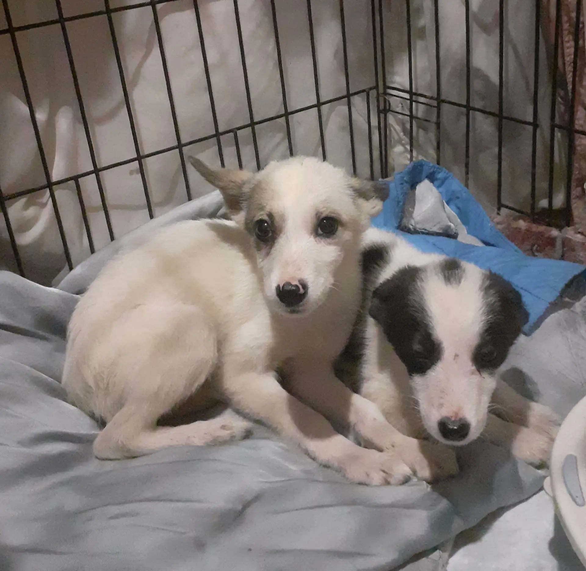 УЖЕ НЕСКОЛЬКО ДНЕЙ ДЕВОЧКИ ЖИВУТ НА ПЕРЕДЕРЖКЕ… 🏡🐶