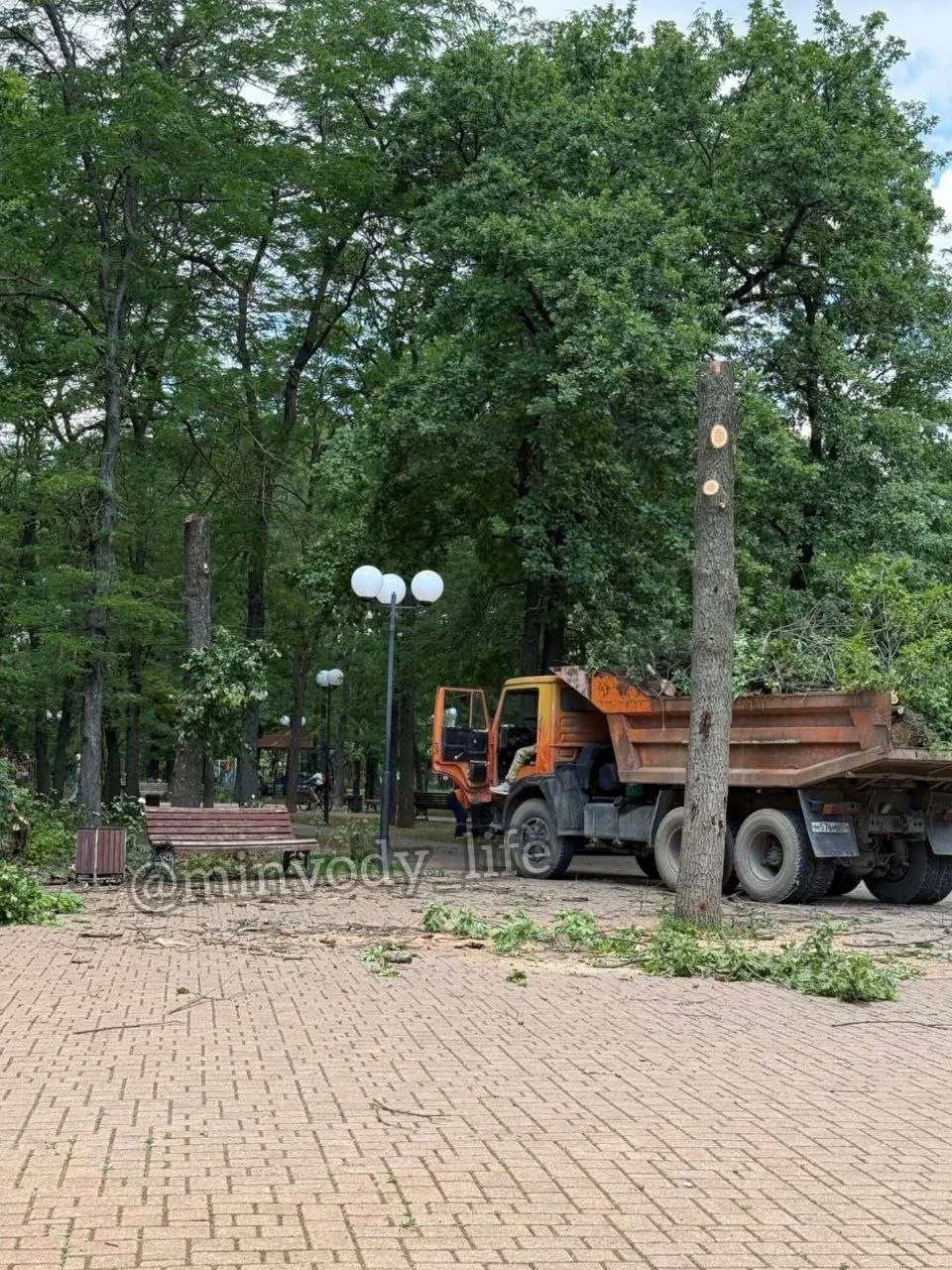 "Кронирование дубов по- минераловодски 🫠... Дряхлые акации оставили нетронутыми в сквере, а дубы ра
