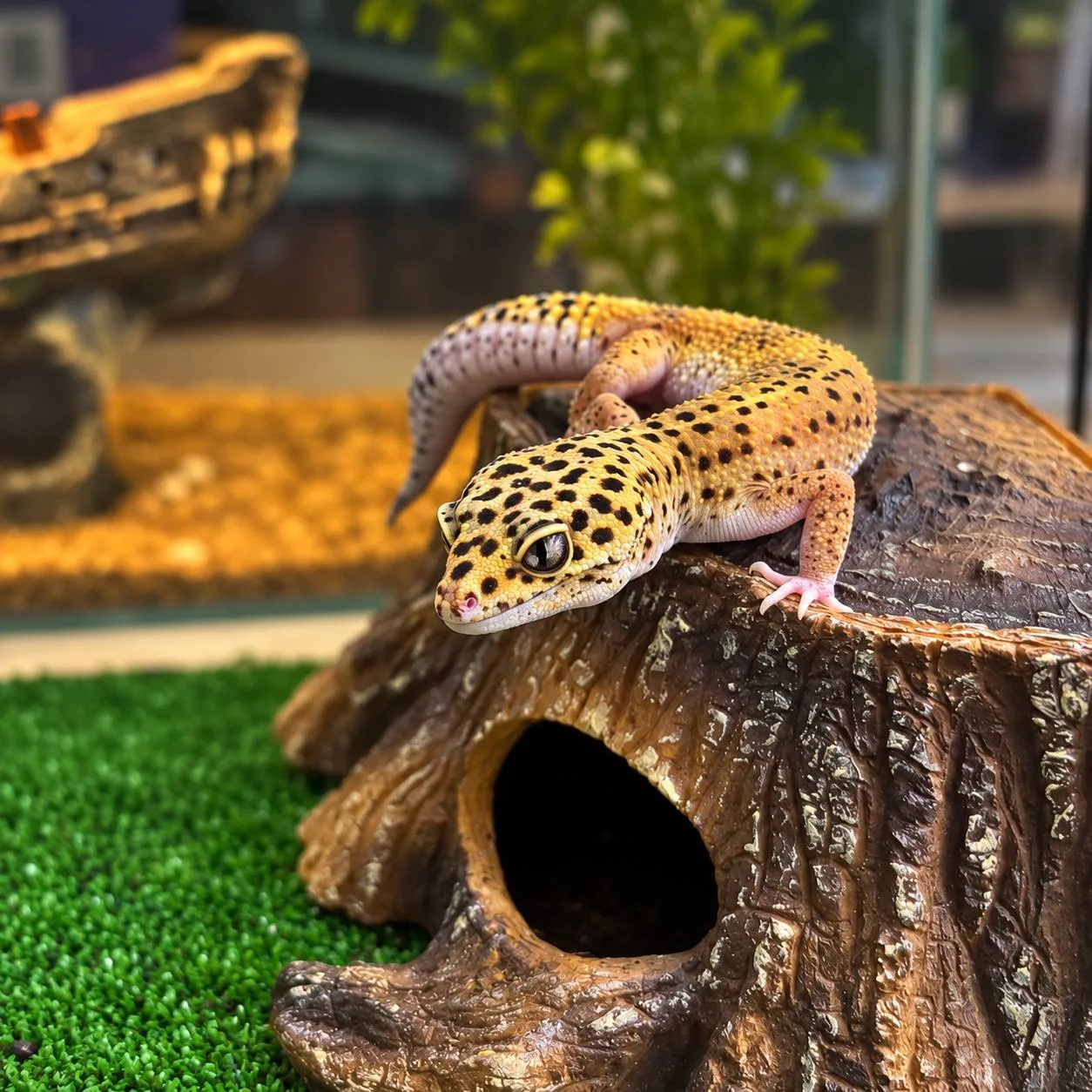 Федя у нас далеко не единственный питомец 🦎