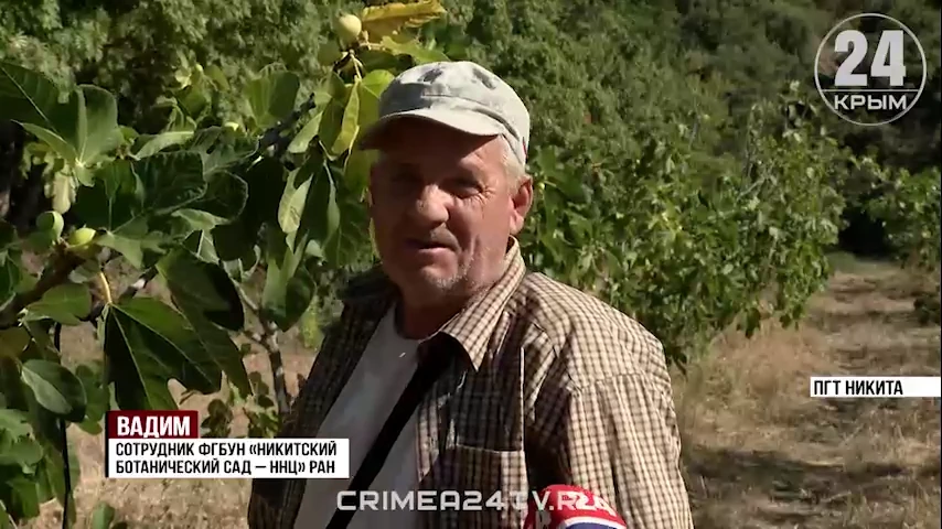 КРЫМ 24: В Никитском саду начался сбор инжира, учёные готовят два новых сорта.         ...